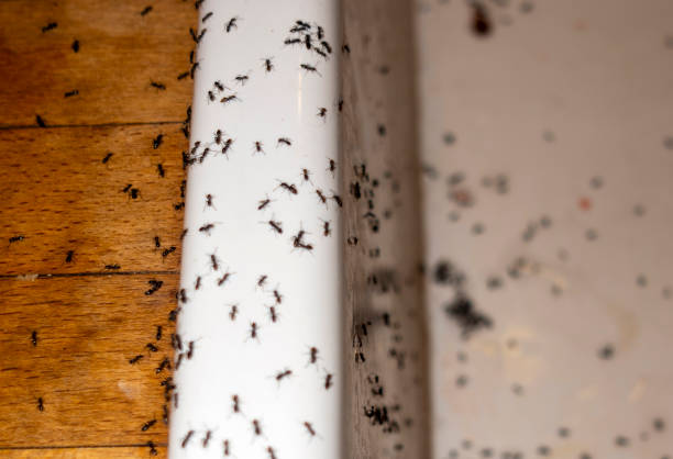 Best Best Pest Control Companies  in Iowa City, IA