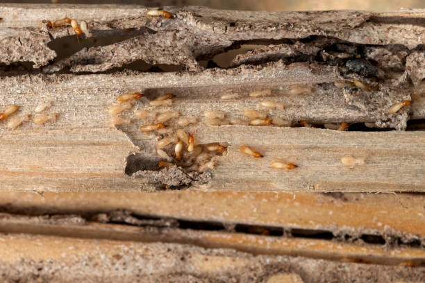 Best Local Pest Control Services  in Iowa City, IA
