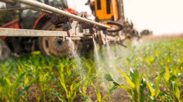 Best Ant Control Services  in Iowa City, IA